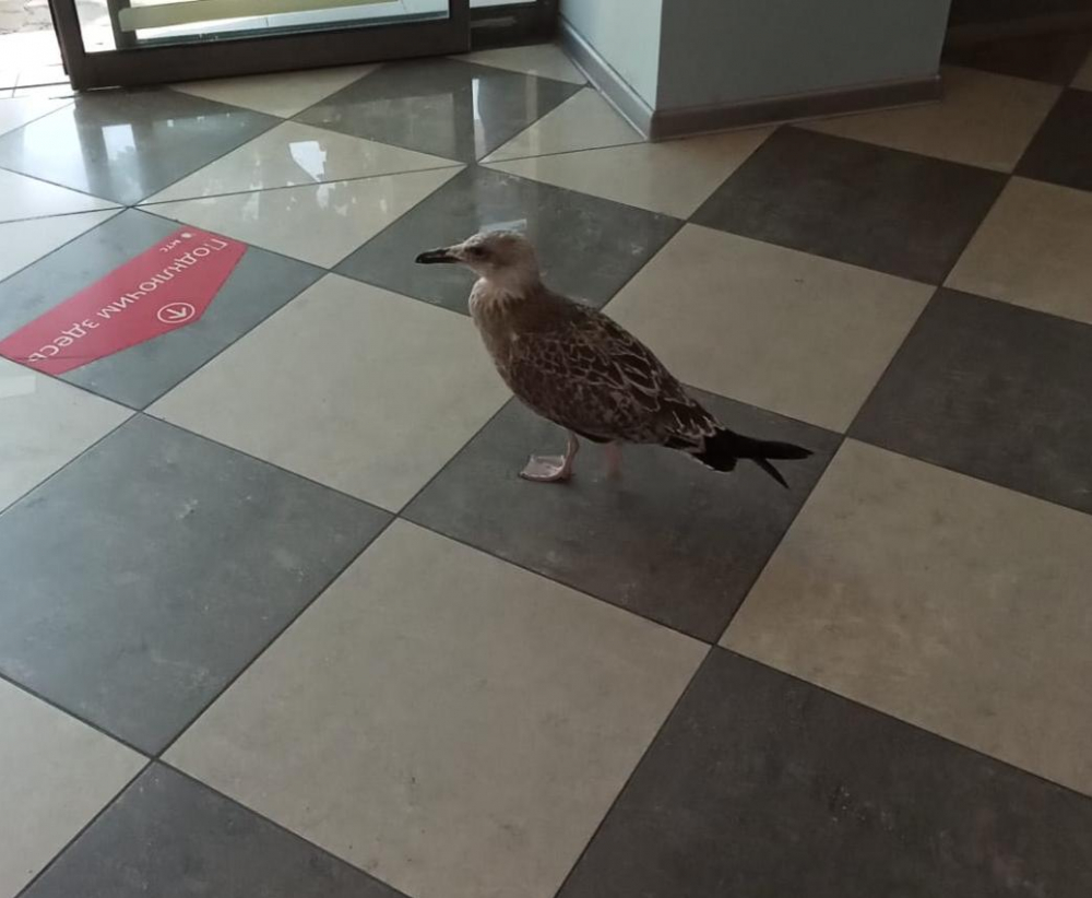 Бесстрашная птица зашла в фотосалон в центре Анапы