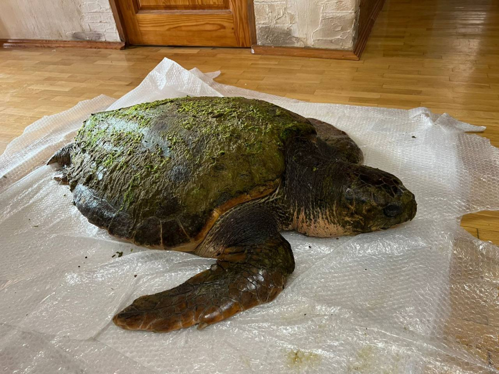 На пляж Анапы выбросило средиземноморскую черепаху весом около 100 кг