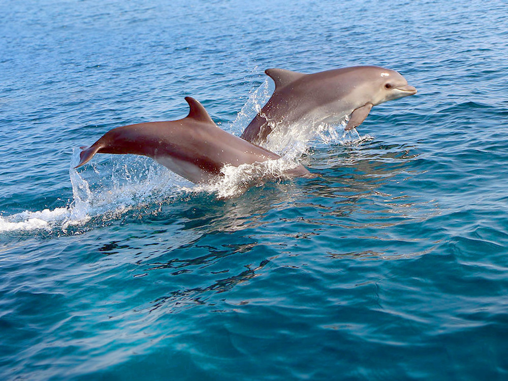 Почему под Анапой гибнут дельфины?