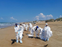В Анапе обнаружены новые выбросы мазута 