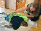 Росприроднадзор взялся за спасение гигантской черепахи в Анапе