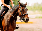 Предложено запретить использовать лошадей для зрелищных мероприятий – эхо инцидента в Анапе