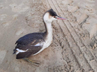 Анапская операция по спасению: как помочь выброшенным на берег моря птицам