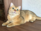 Новые участники на звание "Самый красивый кот Анапы" ждут розыгрыша призов