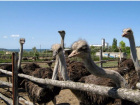 Хотите знать, где в Анапе можно увидеть большое количество страусов?
