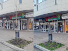 Вопреки суеверию: на улице Горького высадили 13-й клен