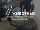 Они "взорвали" сеть: 7 популярных животных Анапы в 2022 году 