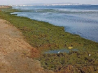 Туристы негодуют: море в Анапе окрасилось в кислотно-зеленый цвет