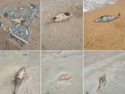 «Здесь настоящее кладбище дельфинов» – анапчанин в Благовещенской обнаружил около 40 трупов животных