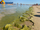 «Море ужасное»: туристка требует возврат стоимости отдыха в Анапе из-за обилия водорослей