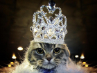 Голосование в конкурсе "Самый красивый кот Анапы" завершилось