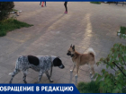 "По Анапе ветер разносит собачьи фекалии": горожанка обеспокоена санитарным состоянием курорта