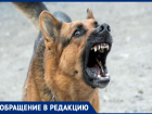 "Страшно ходить": Надежда Пахаль рассказала, как в Анапе на неё напала стая собак