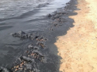 Обнаруженное в порту Новороссийска нефтяное пятно может дойти до Анапы