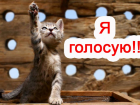 Завтра голосование за участников конкурса "Самый красивый кот Анапы"