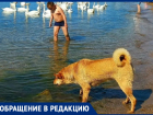 Анапчанка требует запретить купание собак в море рядом с людьми