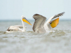 В Анапских водоемах был замечен краснокнижный кудрявый пеликан
