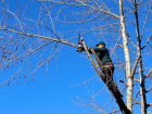 На обрезку деревьев в Анапе выделено 5 млн рублей