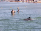 Мэрия Анапы просит отдыхающих не играть с дельфинами