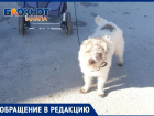 В Анапе очередной "плевок" на законодательство - убийства собак дошли до Витязево