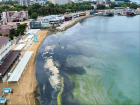 Несобранная камка и дельфины у берега: обстановка на море в середине сентября 