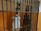 В Анапе "кони" отделались штрафом, а в Сочи аниматоров-вымогателей  арестовали 