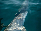 С поражением кожи и истощением массово находят мертвых дельфинов на берегу Чёрного моря