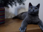 Север - новый участник конкурса "Самый красивый кот Анапы"