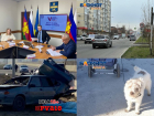 Смертельное ДТП и расстрел собак – чем анапчанам запомнилась неделя