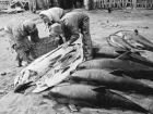 История Анапы: в годы войны анапчане убивали и ели дельфинов 
