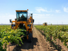 Под Анапой приступили к уборке урожая винограда