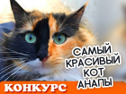 Скоро стартует новый конкурс "Самый красивый кот Анапы"