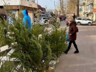 Где и почем в Анапе можно купить елочки и сосны