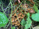 Грибные места Анапы: какие грибы растут в окрестностях города-курорта