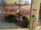 10 енотов в истощенном состоянии изъяли у фотоживодеров в Анапе