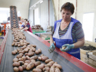 В Анапе самозанятые владельцы ЛПХ могут получить субсидии на производство овощей 