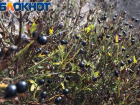 На Лысой горе в Анапе можно найти жасмин кустарниковый 