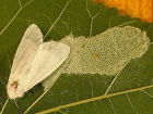 В Анапе выявили целые колонии опасного вредителя – американской белой бабочки