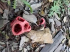 В заповеднике «Утриш» под Анапой обнаружили редкий краснокнижный гриб – клатрус красный