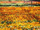 Около 300 000 цветов появятся в Анапе благодаря работникам «Зеленстроя»