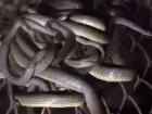 В Анапе покупатели частного дома обнаружили в подвале змеиное логово. Видео