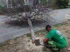В центре Анапы продолжают убирать сухие ветки и деревья