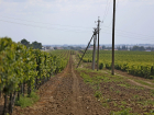 Мэрия Анапы не смогла отстоять 250 га виноградопригодной земли