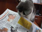 Новые претенденты на призы конкурса "Самый красивый кот Анапы"