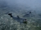 Выброшенных в Севастополе дельфинов теперь ищут и у берегов Анапы