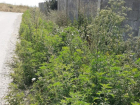 Амброзии бой: в Анапе усилен покос сорной растительности 