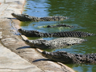 На крокодиловых фермах в Витязево под Анапой и Голубицкой выявлены нарушения