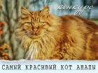 Завершилось голосование в конкурсе "Самый красивый кот Анапы"