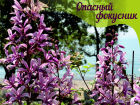 Ясенец прекрасный - опасный фокусник в растительном мире Анапы