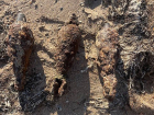 Эхо войны: в Анапе обнаружили три минометные мины
